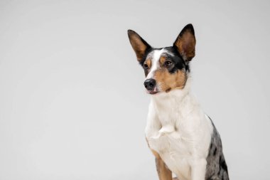 Border collie dog breed on white background in studi. Pet training, cute dog, smart dog