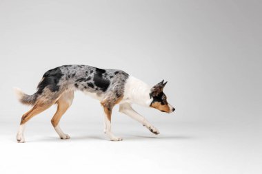 Border collie dog breed on white background in studi. Pet training, cute dog, smart dog