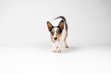 Border collie dog breed on white background in studi. Pet training, cute dog, smart dog
