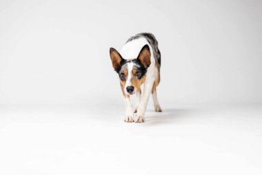 Border collie dog breed on white background in studi. Pet training, cute dog, smart dog