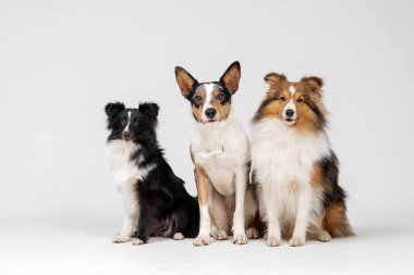 Gri arka planda bir grup köpek bir arada. Shetland çoban köpeği cinsi ve Collie köpeği stüdyoda. Hayvan eğitimi, şirin köpek, akıllı köpek. Kulübe