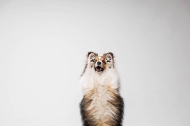 Shetland sheepdog breed on white background in studio. Sheltie dog. Pet training, cute dog, smart dog