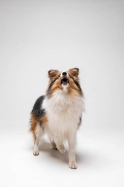 Shetland sheepdog breed on white background in studio. Sheltie dog. Pet training, cute dog, smart dog