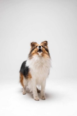 Shetland sheepdog breed on white background in studio. Sheltie dog. Pet training, cute dog, smart dog
