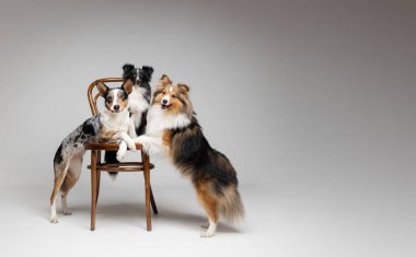 Gri arka planda bir grup köpek bir arada. Shetland çoban köpeği cinsi ve Collie köpeği stüdyoda. Hayvan eğitimi, şirin köpek, akıllı köpek. Kulübe