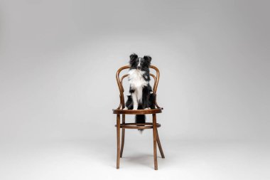 Shetland sheepdog breed on chair on gray background in studio. Sheltie dog. Pet training, cute dog, smart dog