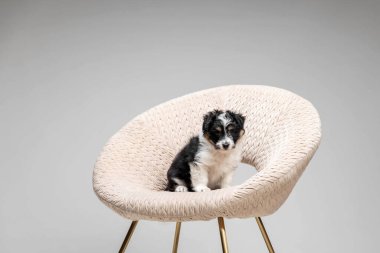 Adorable tricolor terrier puppy looking at the camera with shiny dark eyes. Little cuddle puppy