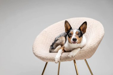 Border collie dog breed on chair on gray background in studio. Pet training, cute dog, smart dog