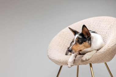 Border collie dog breed on chair on gray background in studio. Pet training, cute dog, smart dog