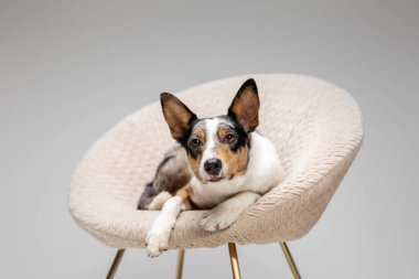 Border collie dog breed on chair on gray background in studio. Pet training, cute dog, smart dog