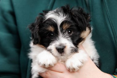 Cute young woman hugs her puppy Terrier dog. Love between owner and dog. Studio portrait.