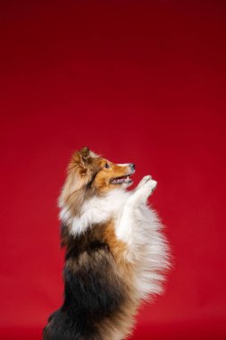 Shetland sheepdog breed stand on hind legs on red background in studio. Sheltie dog. Pet training, cute dog, smart dog