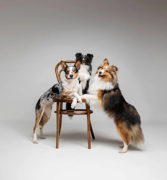 Group of dogs together on grey background. Shetland sheepdog breed with Border Collie dog in studio. Pet training, cute dog, smart dog. Kennel
