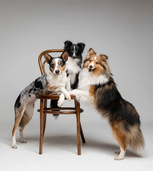 灰色の背景に一緒に犬のグループ スタジオでボーダーコリー犬とシェトランドシープドッグ品種 ペットトレーニング かわいい犬 スマート犬 ケンネル — ストック写真
