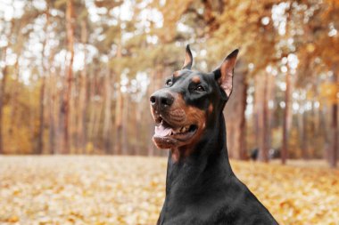 Sonbaharda güçlü bir Doberman köpeği, etrafını saran altın ve pas yaprakları, etrafa güç ve sadakat saçıyor.