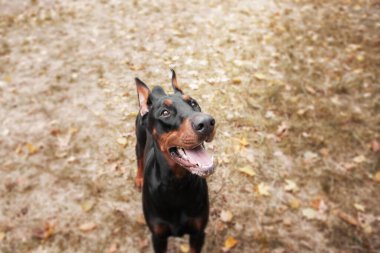 Sonbaharda güçlü bir Doberman köpeği, etrafını saran altın ve pas yaprakları, etrafa güç ve sadakat saçıyor.