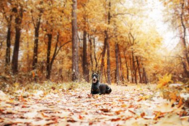 Sonbaharda güçlü bir Doberman köpeği, etrafını saran altın ve pas yaprakları, etrafa güç ve sadakat saçıyor.