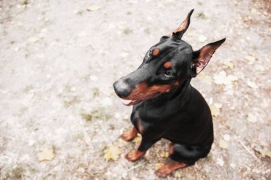 Powerful Doberman dog on an autumnal background, with leaves of gold and rust surrounding, exuding strength and loyalty