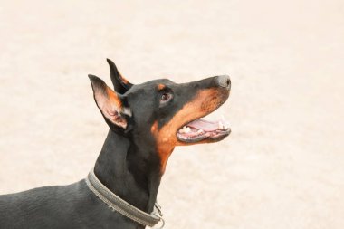 Sonbaharda güçlü bir Doberman köpeği, etrafını saran altın ve pas yaprakları, etrafa güç ve sadakat saçıyor.
