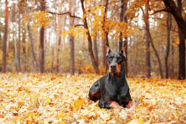 Sonbaharda güçlü bir Doberman köpeği, etrafını saran altın ve pas yaprakları, etrafa güç ve sadakat saçıyor.