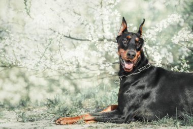 Doberman dog on the background of blooming trees. Dog at the park. Spring season