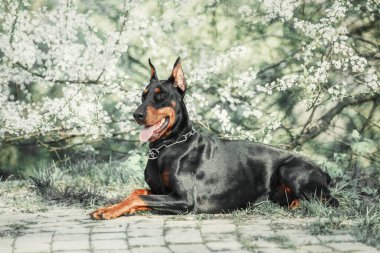 Doberman dog on the background of blooming trees. Dog at the park. Spring season