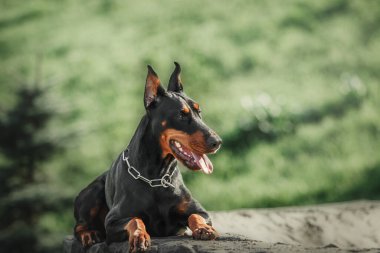 Doberman köpeği dışarıda. Yazın yürüyüşe çıkan bir köpek. Parktaki köpek..