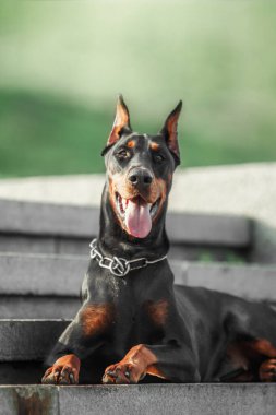 Doberman köpeği dışarıda. Yazın yürüyüşe çıkan bir köpek. Parktaki köpek..