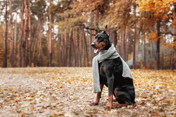 在秋天的背景上 强壮的多伯曼狗 周围长满了金黄的叶子 散发着力量和忠诚 — 图库照片