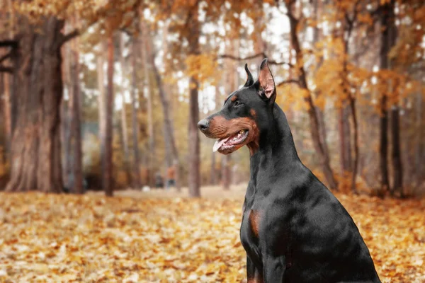 Powerful Doberman Dog Autumnal Background Leaves Gold Rust Surrounding Exuding — ストック写真