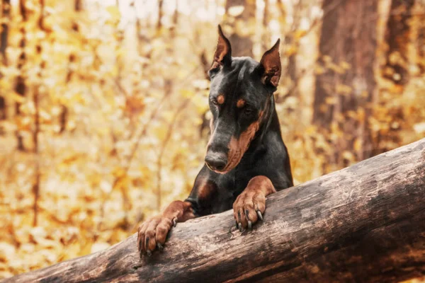 Powerful Doberman Dog Autumnal Background Leaves Gold Rust Surrounding Exuding —  Fotos de Stock