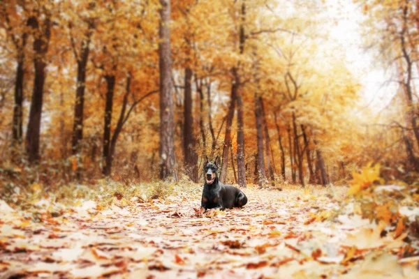 Powerful Doberman Dog Autumnal Background Leaves Gold Rust Surrounding Exuding — Zdjęcie stockowe