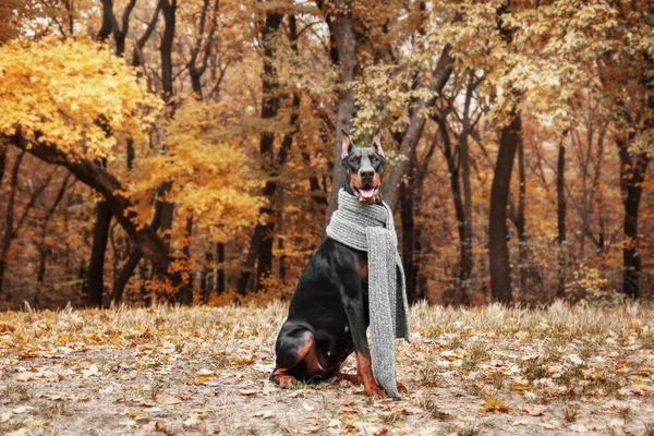在秋天的背景上 强壮的多伯曼狗 周围长满了金黄的叶子 散发着力量和忠诚 — 图库照片