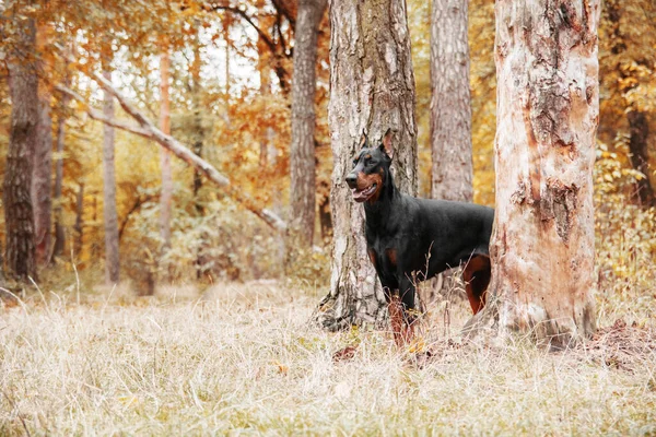 Powerful Doberman Dog Autumnal Background Leaves Gold Rust Surrounding Exuding — 스톡 사진
