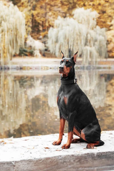 Powerful Doberman dog on an autumnal background, with leaves of gold and rust surrounding, exuding strength and loyalty
