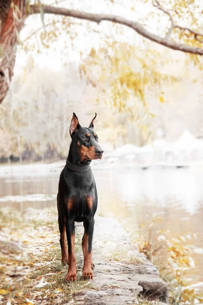 Powerful Doberman dog on an autumnal background, with leaves of gold and rust surrounding, exuding strength and loyalty