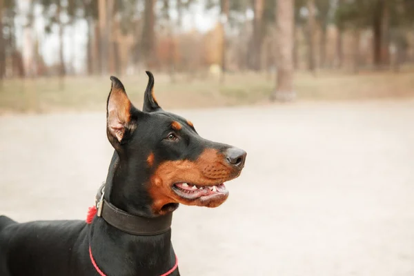 Sonbaharda Güçlü Bir Doberman Köpeği Etrafını Saran Altın Pas Yaprakları — Stok fotoğraf