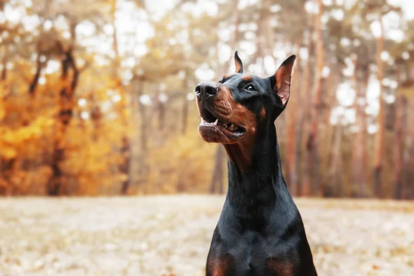Mocný Doberman Pes Podzimním Pozadí Listy Zlata Rez Okolí Vyzařující — Stock fotografie