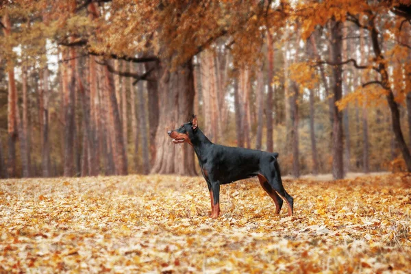 秋の背景に強力なドバーマン犬 周りの金と錆の葉と 強さと忠誠心を除外 — ストック写真