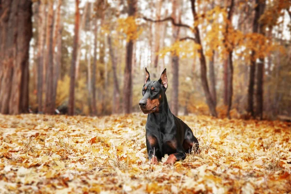 Poderoso Cão Doberman Fundo Outonal Com Folhas Ouro Ferrugem Redor — Fotografia de Stock