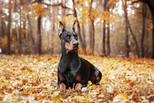 秋の背景に強力なドバーマン犬 周りの金と錆の葉と 強さと忠誠心を除外 — ストック写真