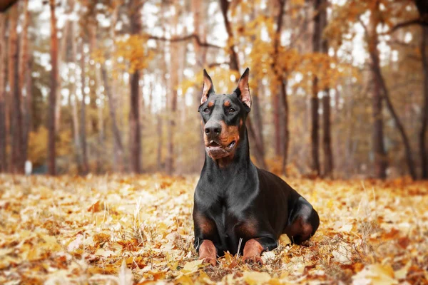 Мощный Доберман Собака Осеннем Фоне Листьями Золота Ржавчины Окружающих Источая — стоковое фото