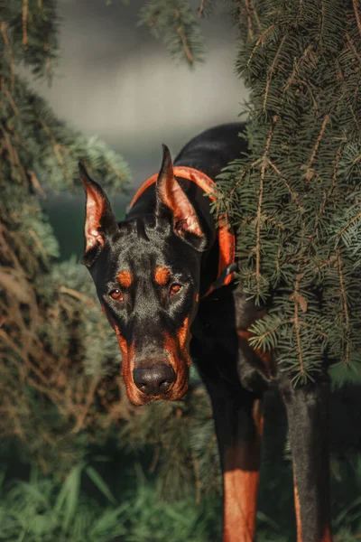 Σκύλος Ντόμπερμαν Είναι Έξω Σκυλί Βόλτα Καλοκαίρι Σκύλος Στο Πάρκο — Φωτογραφία Αρχείου