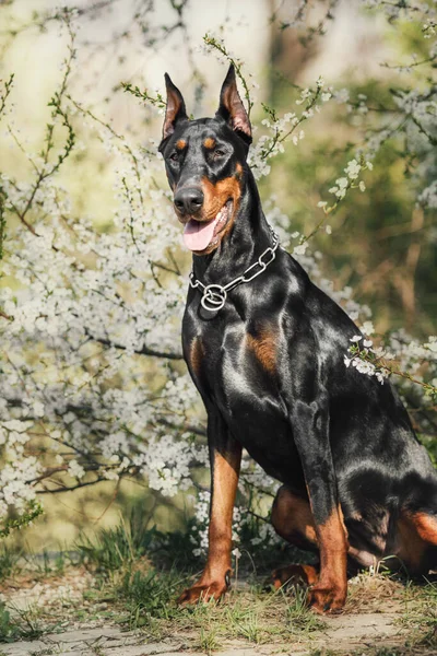 Doberman Dog Background Blooming Trees Dog Park Spring Season — 图库照片