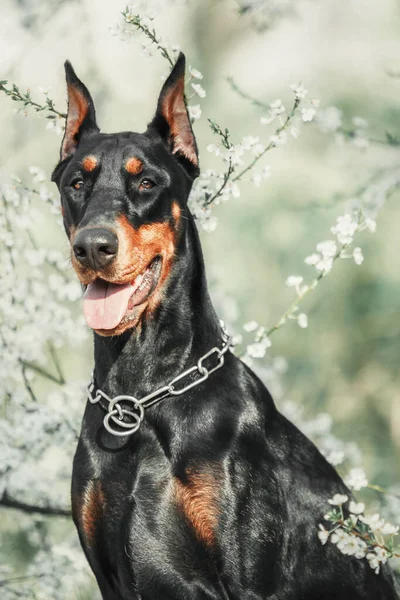 Dobermann Hund Auf Dem Hintergrund Blühender Bäume Hund Park Frühlingszeit — Stockfoto