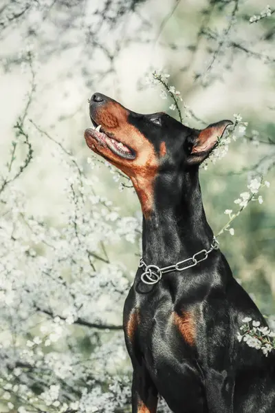 Собака Добермана Фоне Цветущих Деревьев Собака Парке Весенний Сезон — стоковое фото