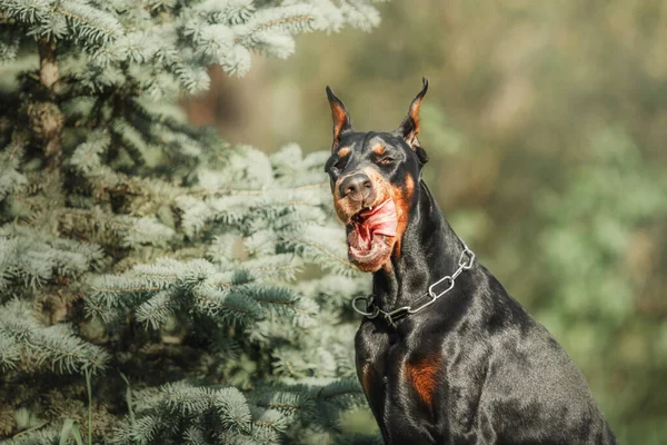 Дворянський Собака Вулиці Собака Прогулянці Влітку Собака Парку — стокове фото