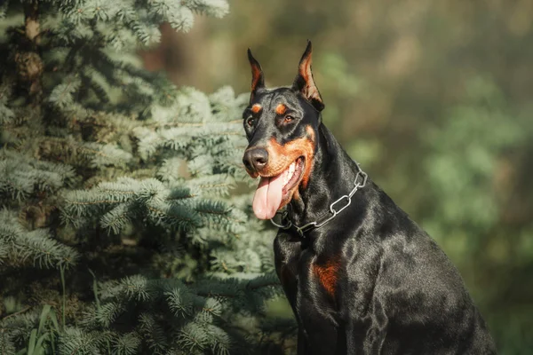 Doberman Köpeği Dışarıda Yazın Yürüyüşe Çıkan Bir Köpek Parktaki Köpek — Stok fotoğraf