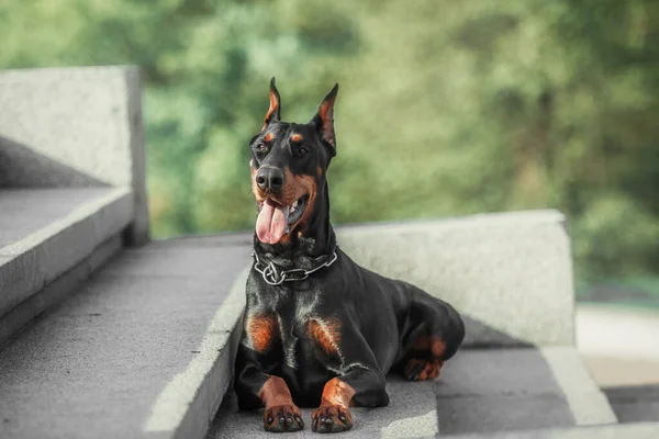 Doberman Hond Buiten Hond Een Wandeling Zomer Hond Het Park — Stockfoto