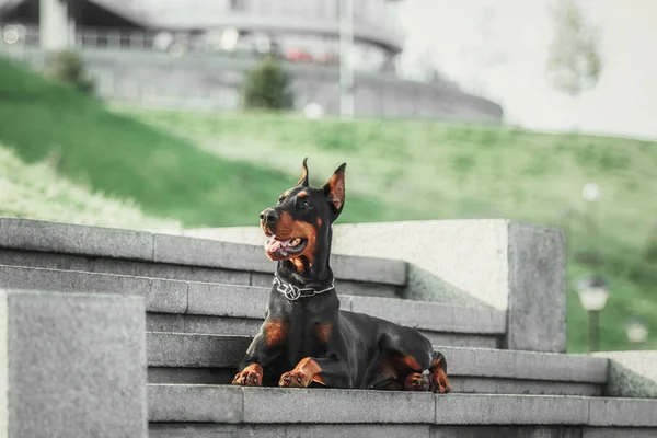 Hunden Doberman Utendørs Hund Som Går Tur Sommeren Hund Parken – stockfoto